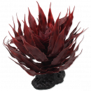 Plant Agave Red